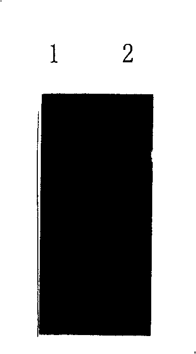 High activity, low antigen glucokinase derivant and preparation method