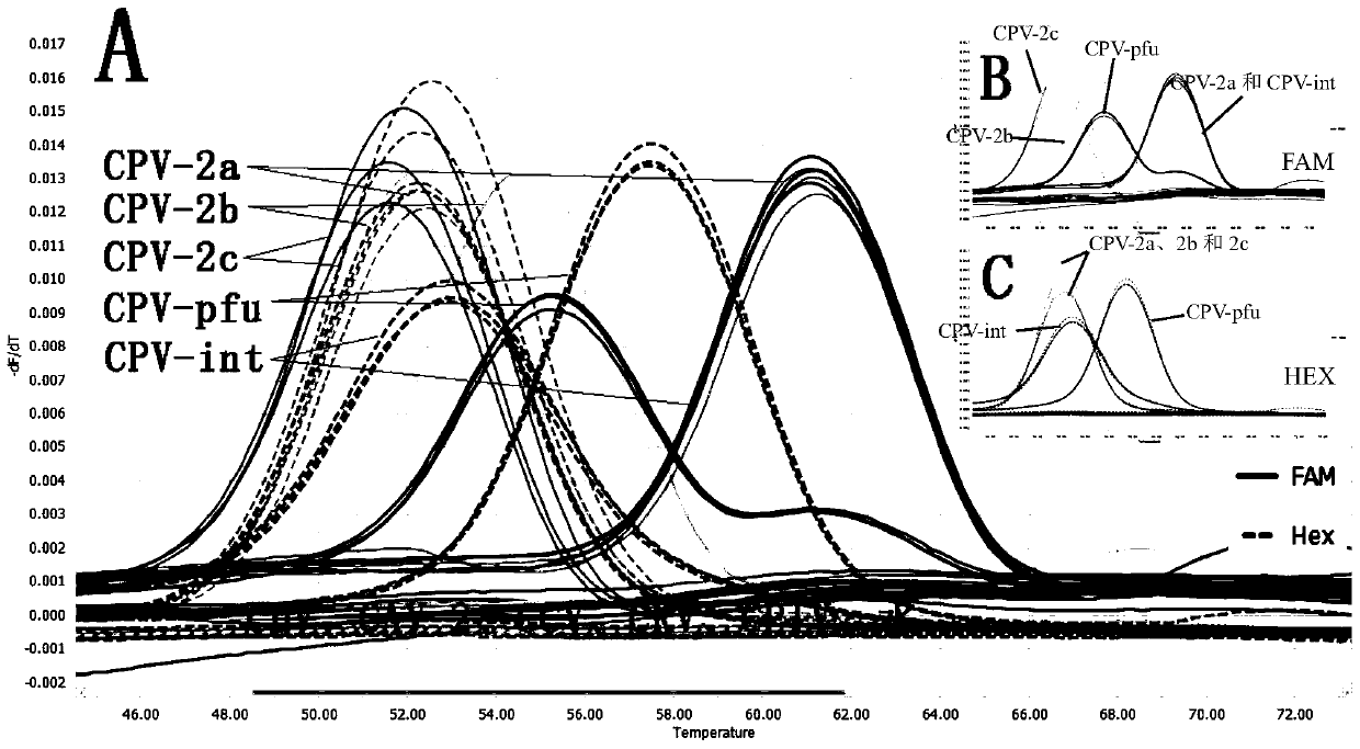 A two-color fluorescent PCR primer, probe and method for rapidly distinguishing canine parvovirus vaccine strains from wild strains