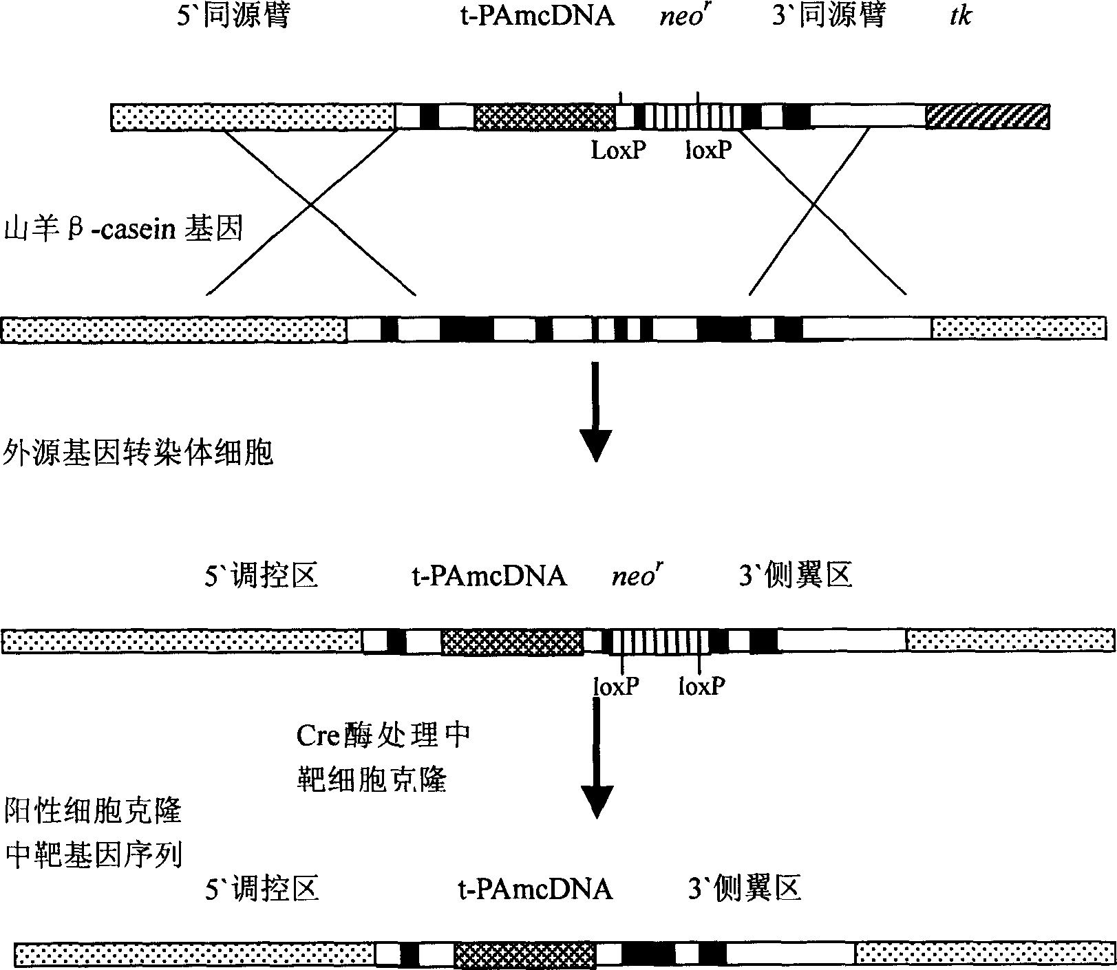 Method for preparing and producing tissue type activator of plasminogen from mutant of transgene goat by nuclear transplantation