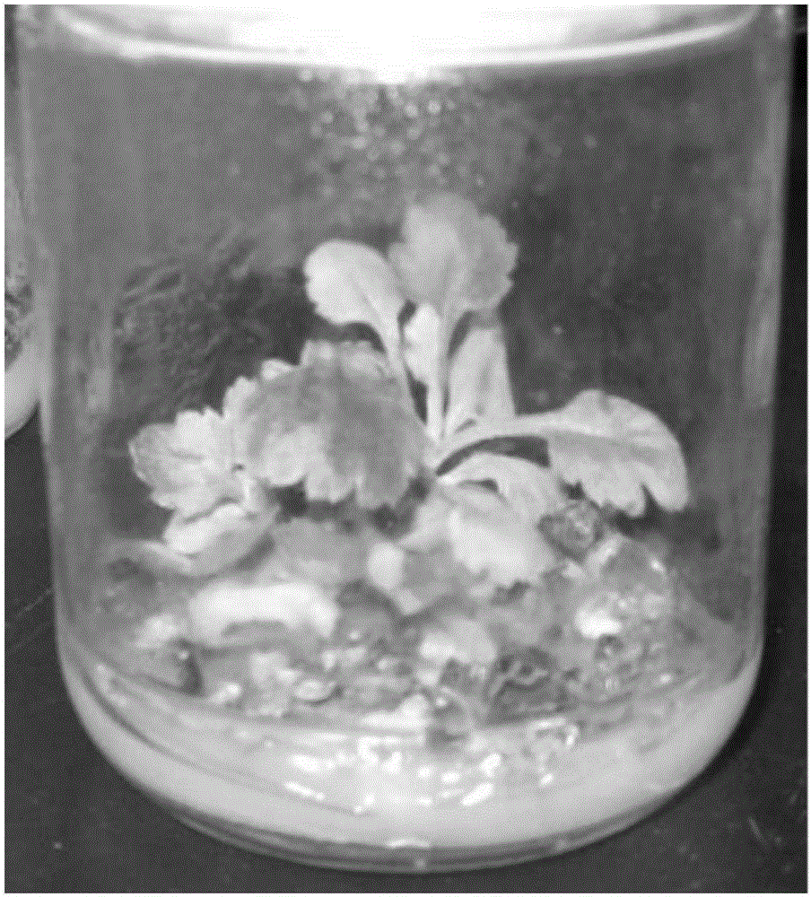 A method for tissue culture and propagation of Chrysanthemum chrysanthemum