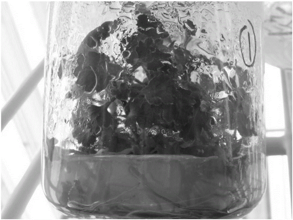 A method for tissue culture and propagation of Chrysanthemum chrysanthemum