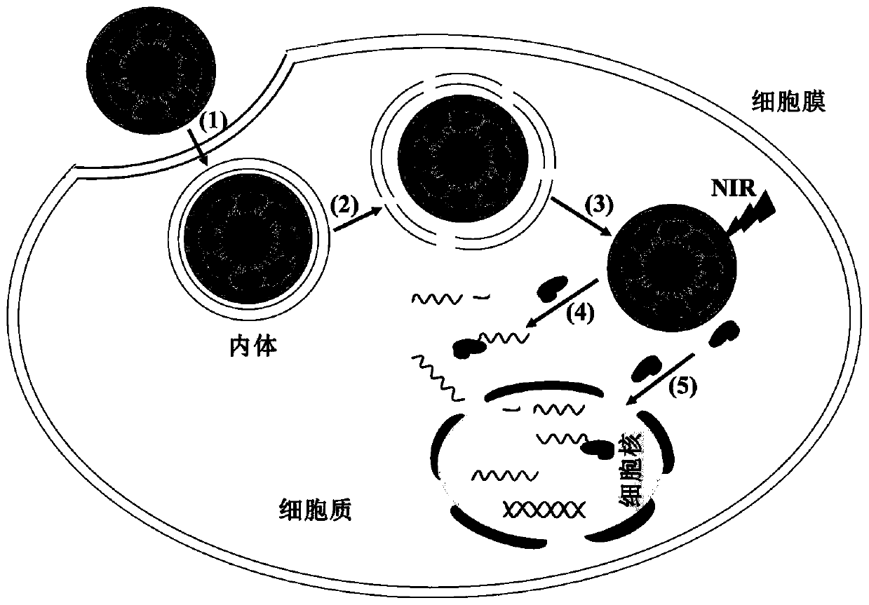 Preparation method of CRISPR-Cas13a system based on near-infrared light control and application of CRISPR-Cas13a system