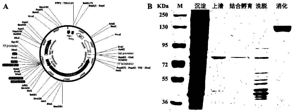 Preparation method of CRISPR-Cas13a system based on near-infrared light control and application of CRISPR-Cas13a system