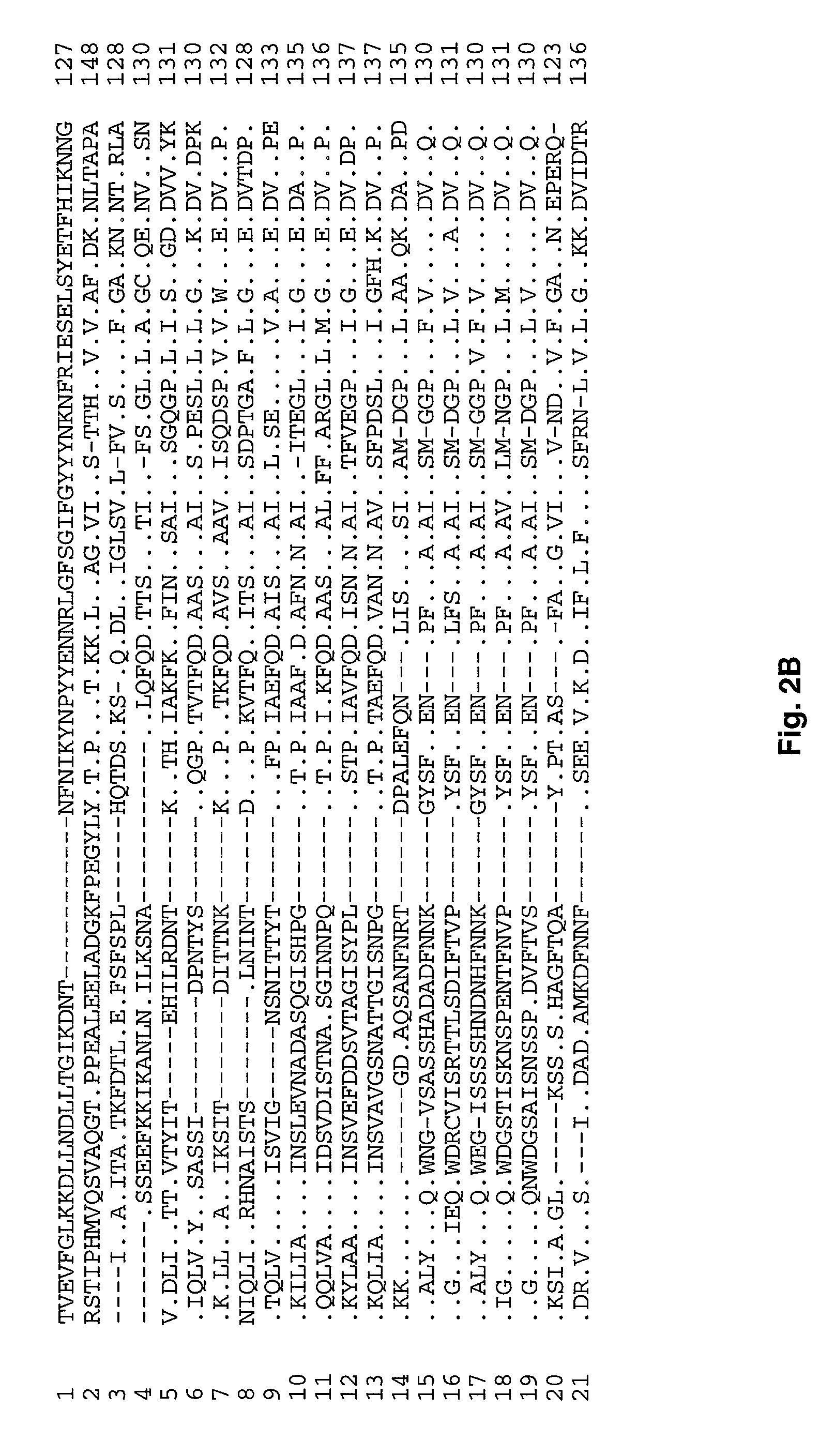 Ehrlichia chaffeensis 28 kDa outer membrane protein multigene family