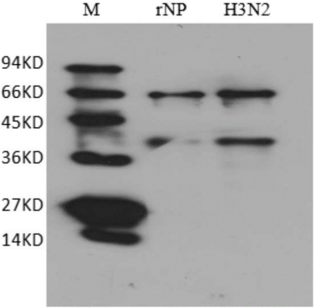 Anti-H3N2 subtype canine influenza virus nucleoprotein monoclonal antibody hybridoma 2D10, and monoclonal antibody