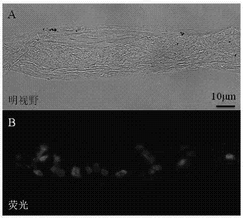Testicle cryopreservation agent for marine fishes and preparation method of spermatogonium