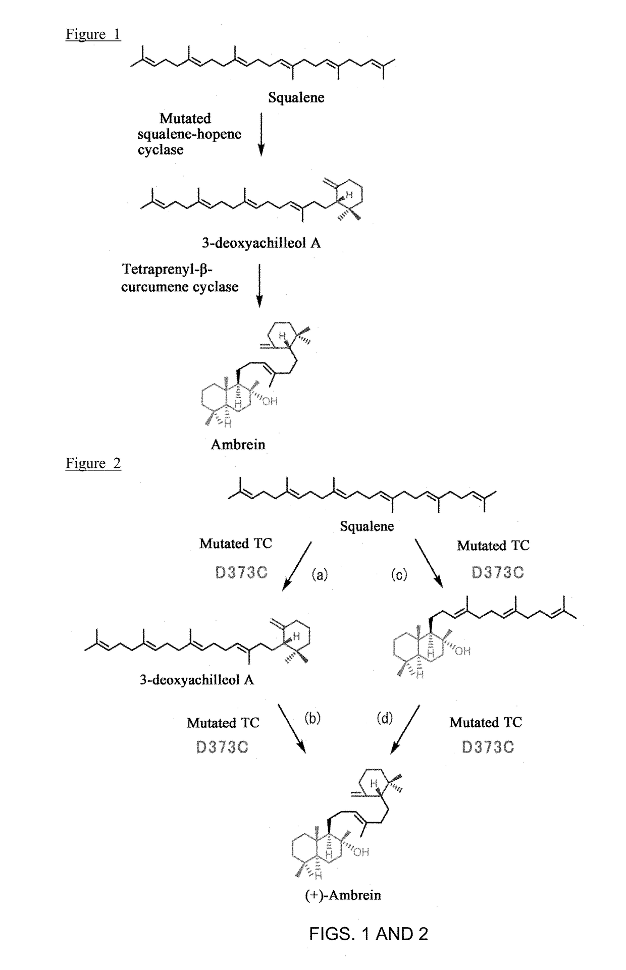 Variant type tetraprenyl-b-curcumene cyclase and method for producing ambrein