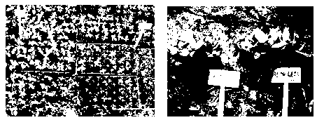 Microbial seedling culture medium and preparation method and application thereof