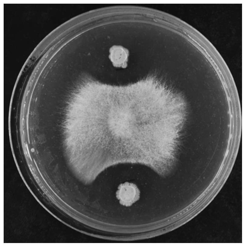 Streptomyces toxytricini BFS-1 and application thereof