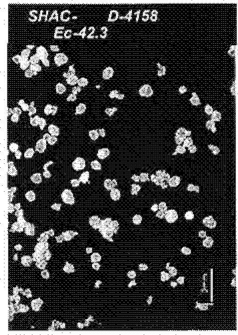 Antifoulant for Impact Copolymers and Method