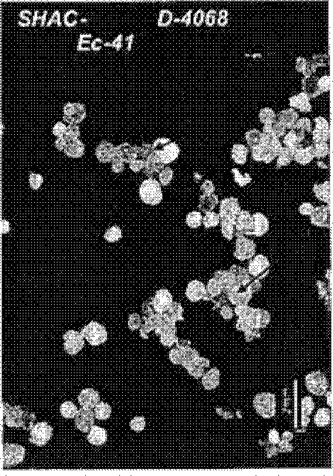 Antifoulant for Impact Copolymers and Method