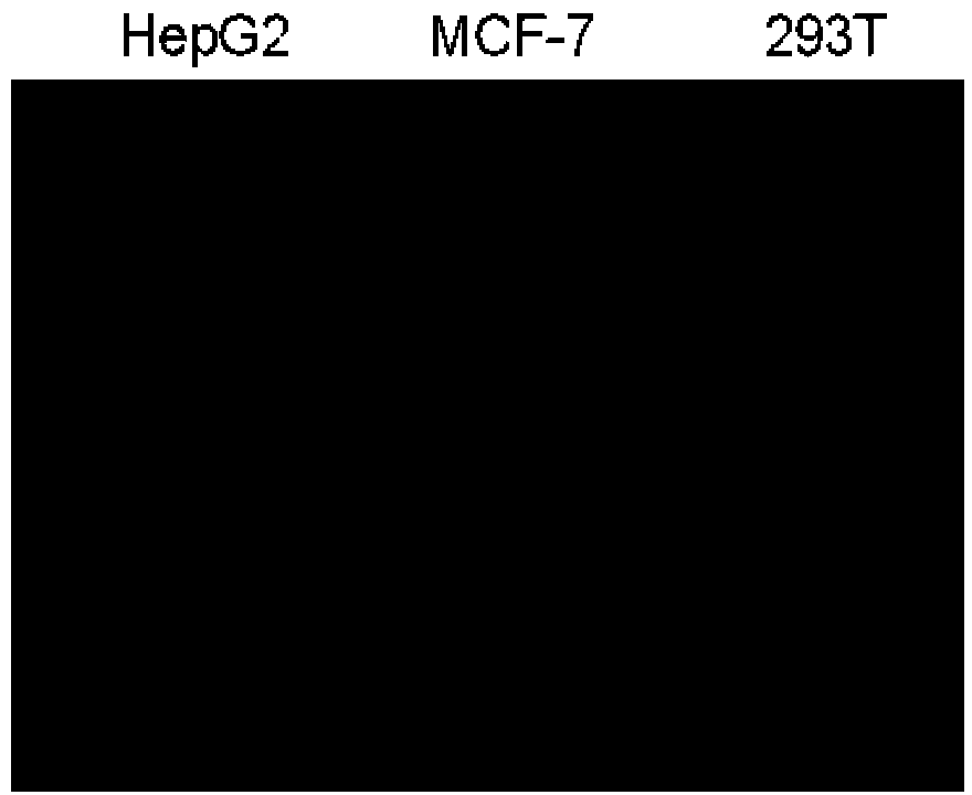 EGFR-oriented monoclonal antibody modified PAMAM self-assembled transgenic composition and applications thereof