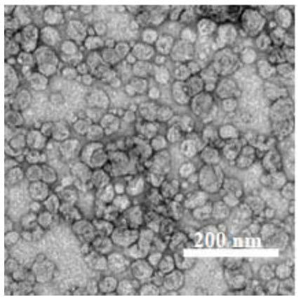 Phospholipid nano-disk chromatography medium and preparation method and application thereof