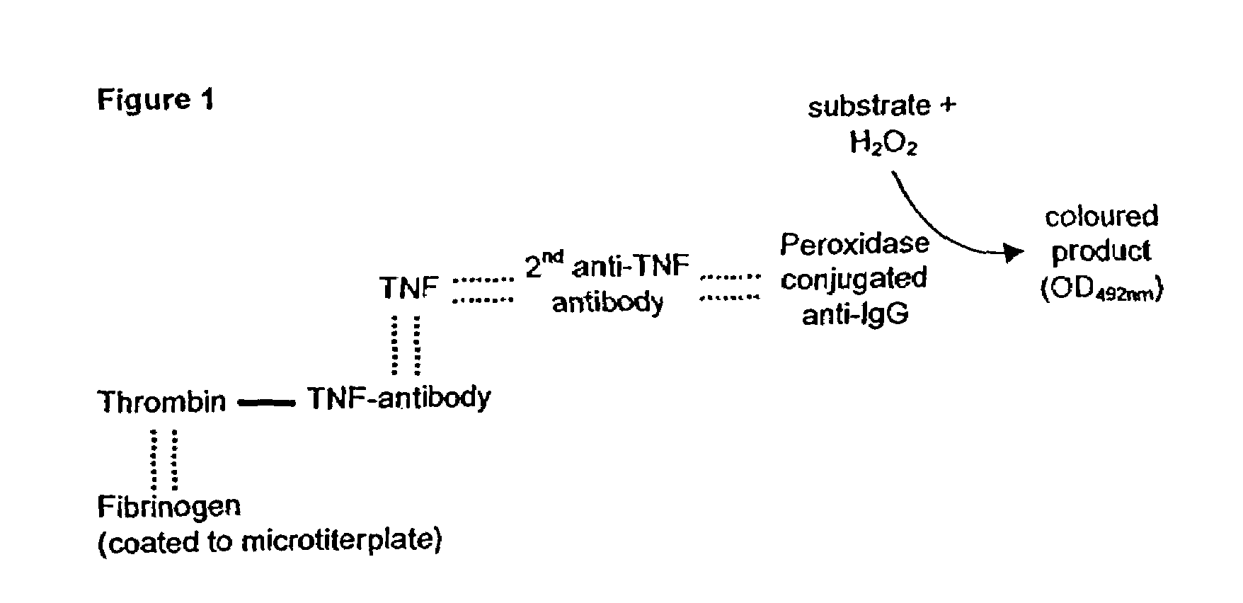 Fibrin/fibrinogen-binding conjugate