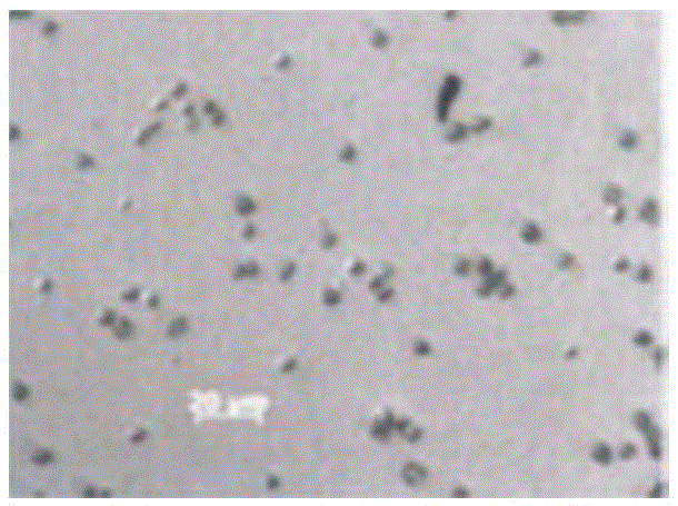 Rhizopus microsporus C97102734 and application