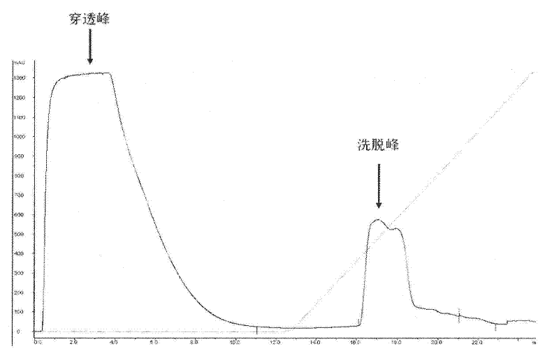 Composition of Exendin-4 derivative and preparation method and application thereof