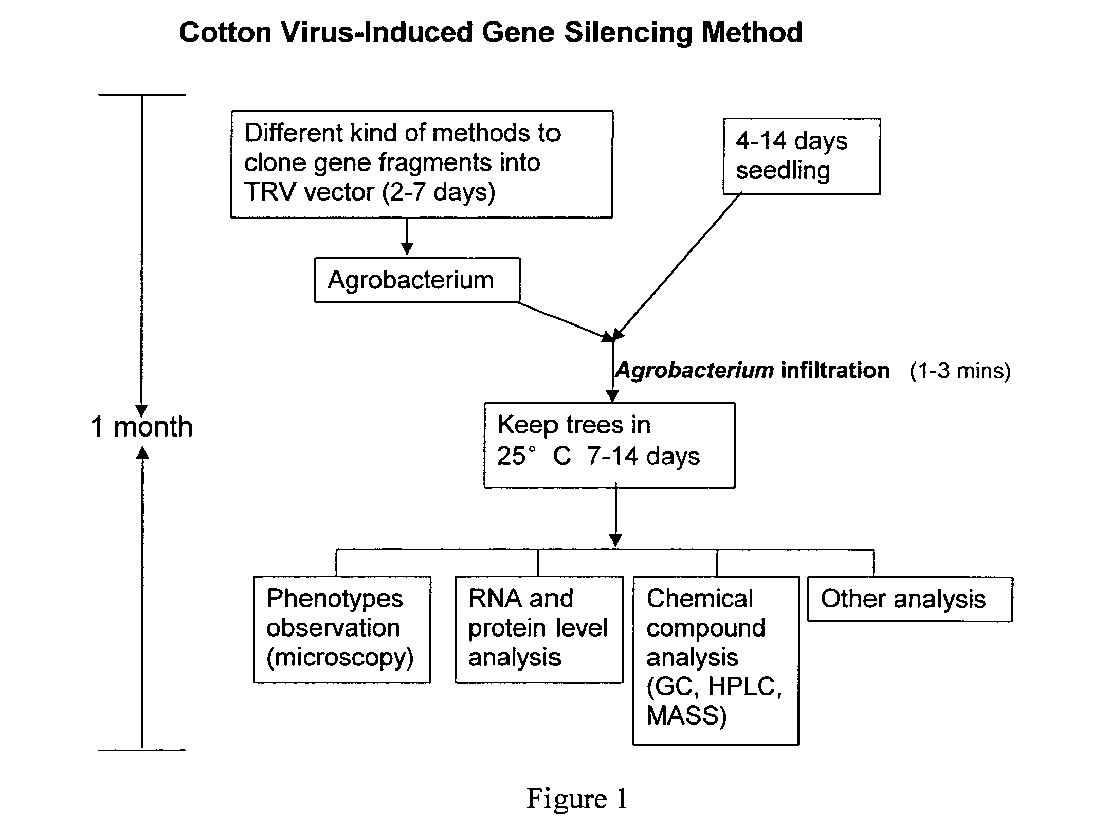 Virus induced gene silencing (VIGS) for functional analysis of genes in cotton