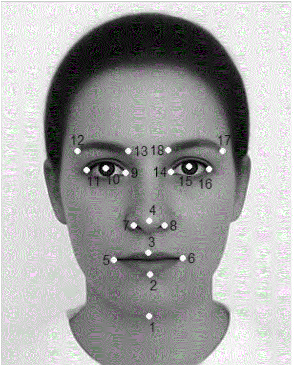 Face feature extraction method based on face feature point shape drive depth model