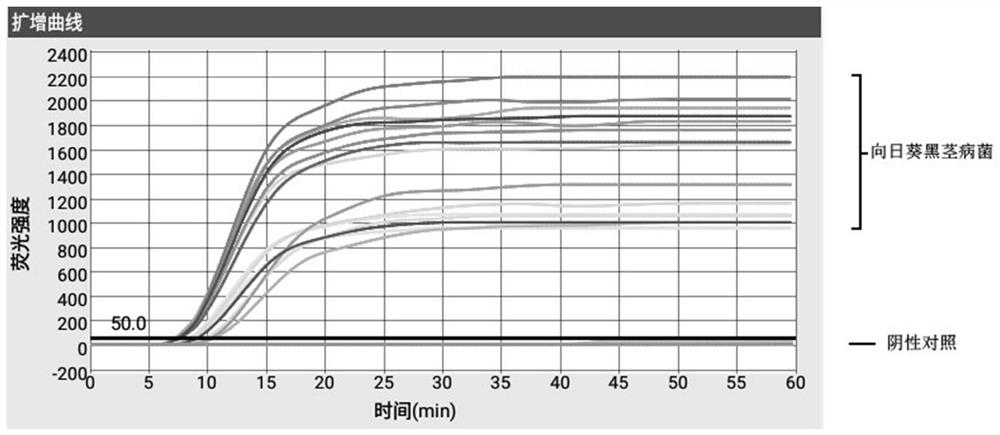 Primer group and application of primer group in rapid detection of leptosphaeria lindquistii Frezzi based on micro-fluidic chip