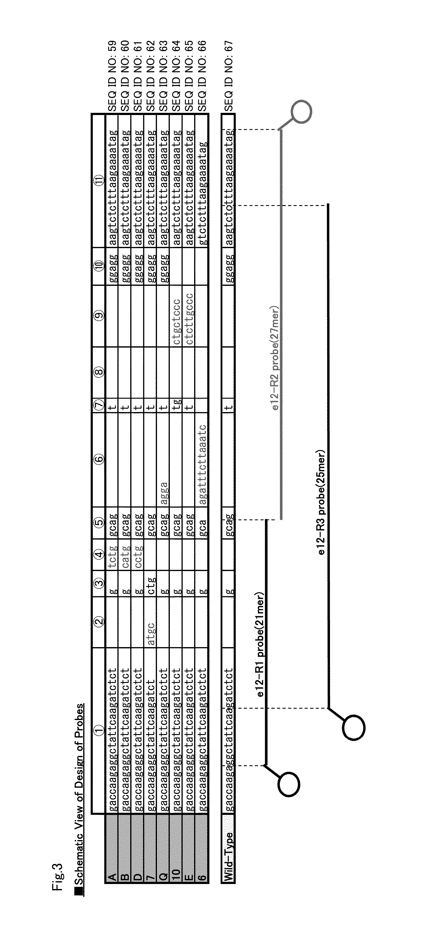 Probe for detecting polymorphism in exon 12 of NPM1 gene and use thereof