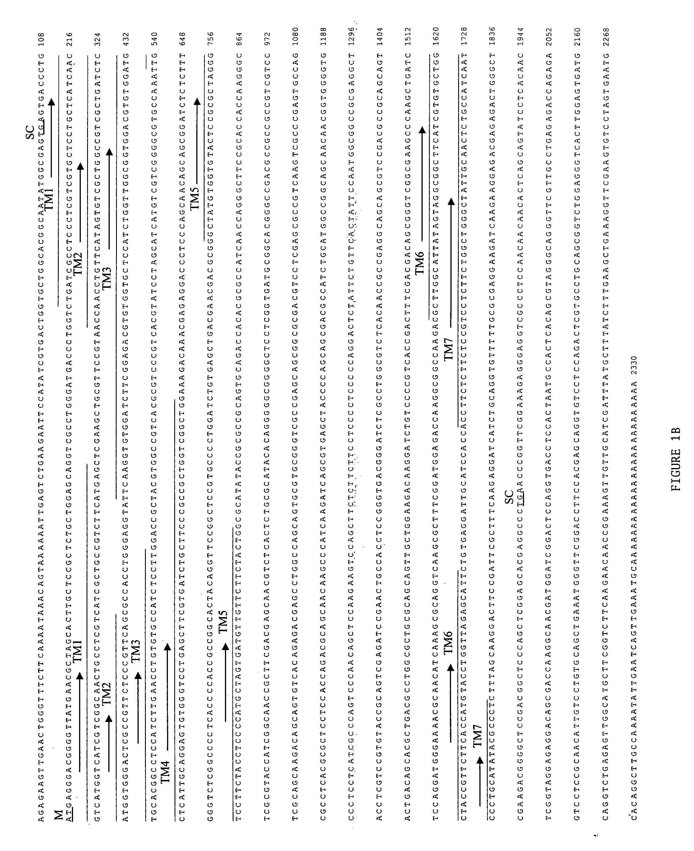 Compositions and methods for controlling insects related to the octopamine receptor