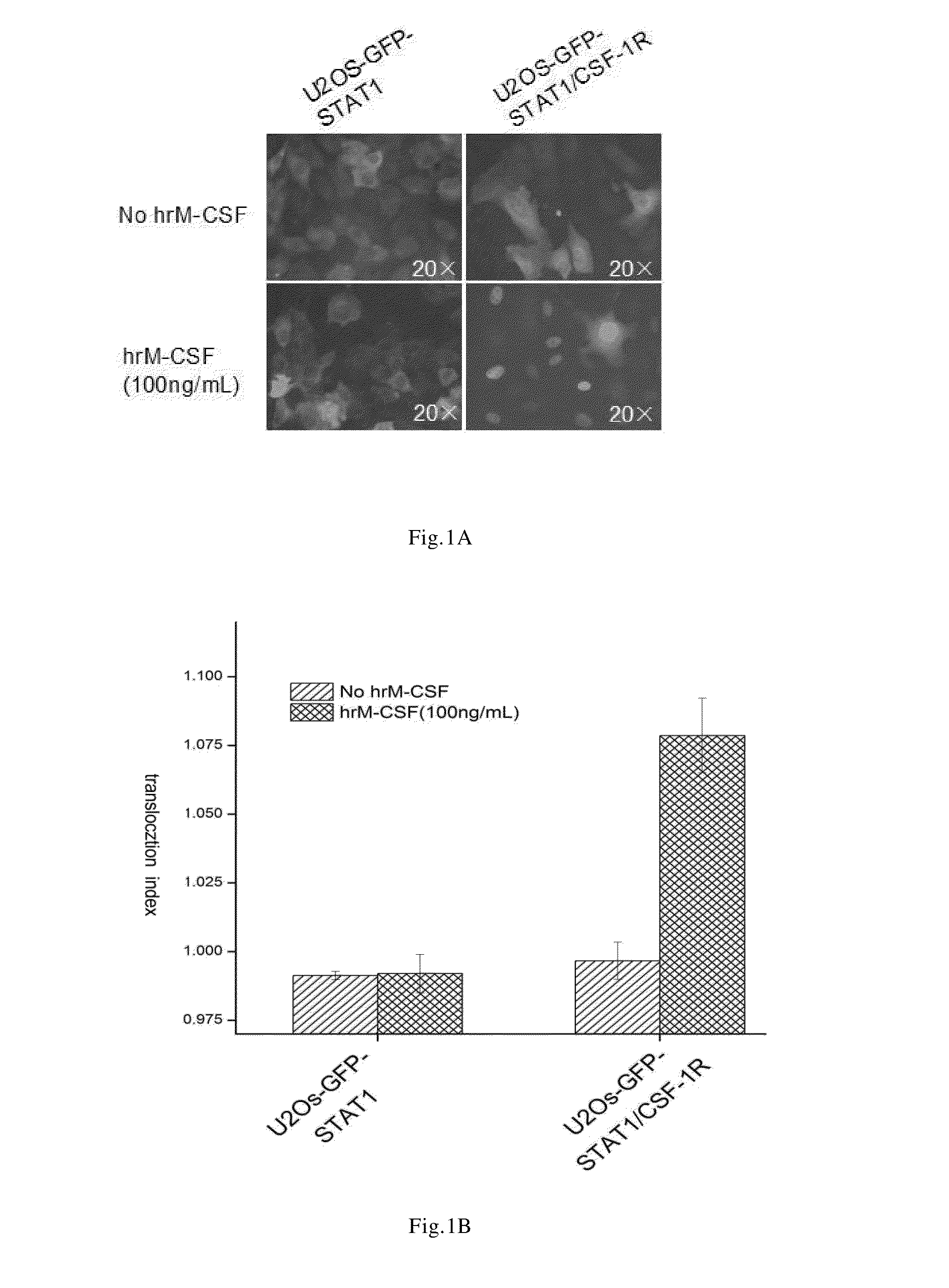 Cell Model and Method for Screening c-Fms Kinase Inhibitors