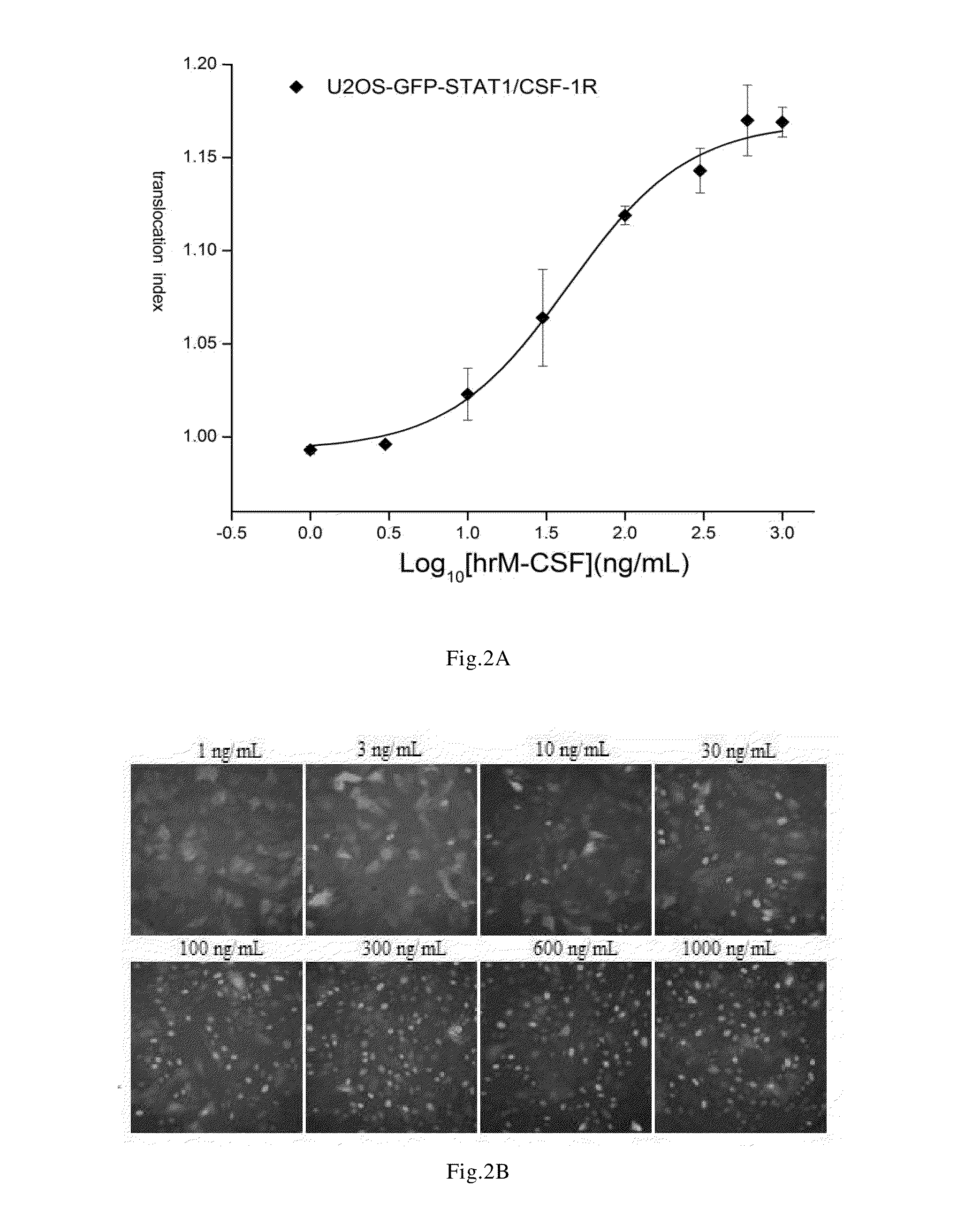 Cell Model and Method for Screening c-Fms Kinase Inhibitors