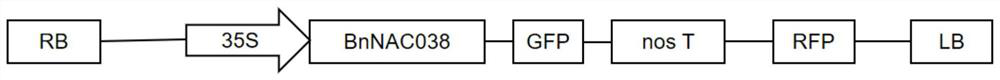 A kind of rapeseed drought tolerance negative regulator gene and its application