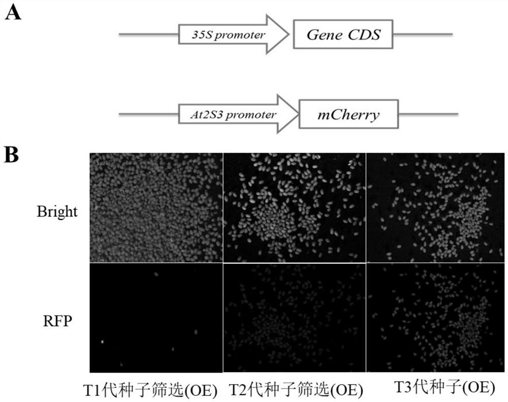 A kind of rapeseed drought tolerance negative regulator gene and its application