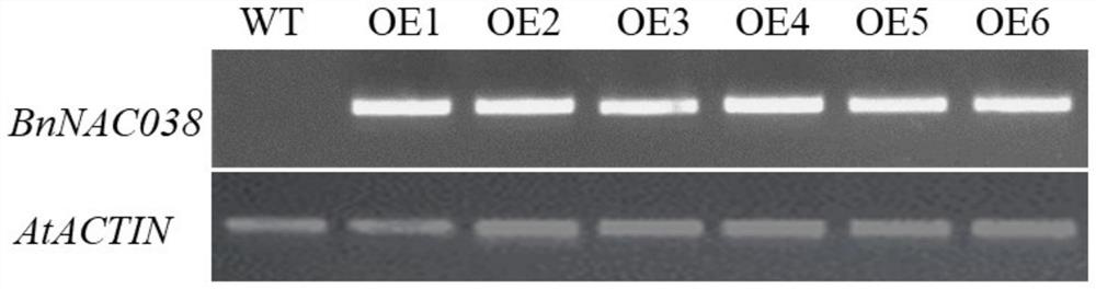 A kind of rapeseed drought tolerance negative regulator gene and its application