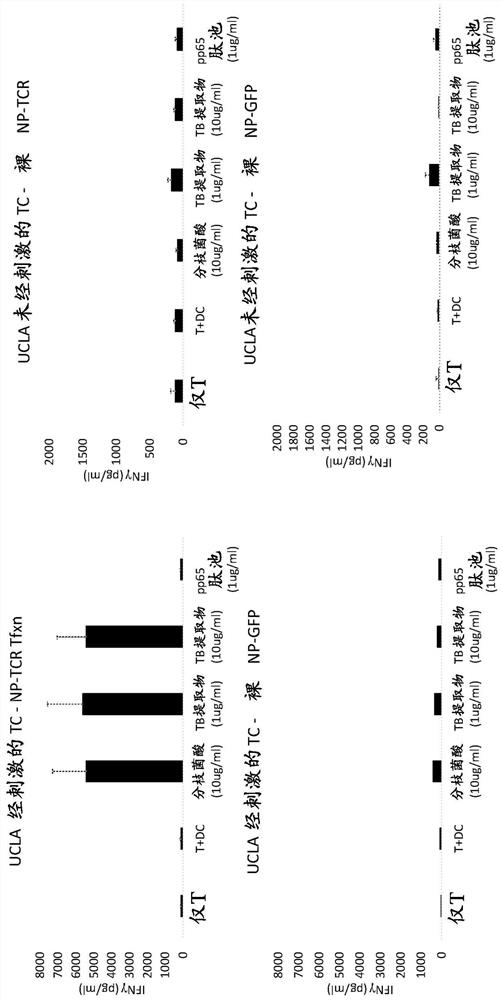 Recombinant cd1-restricted t cells and methods