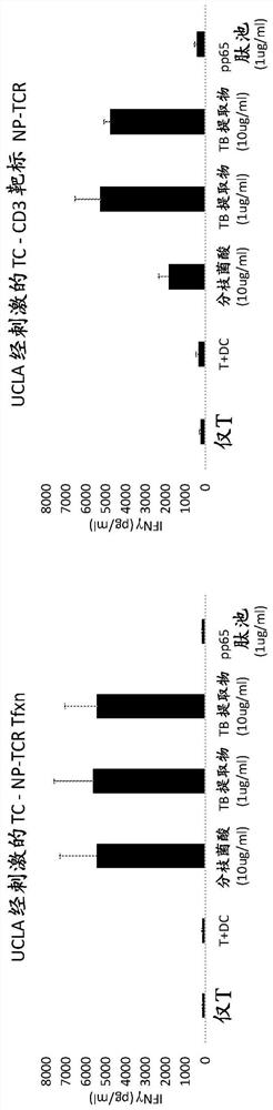 Recombinant cd1-restricted t cells and methods