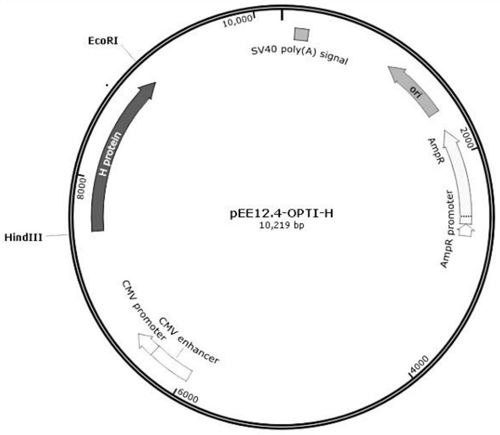 Subunit h protein of Peste des petits ruminants virus and its preparation method and application