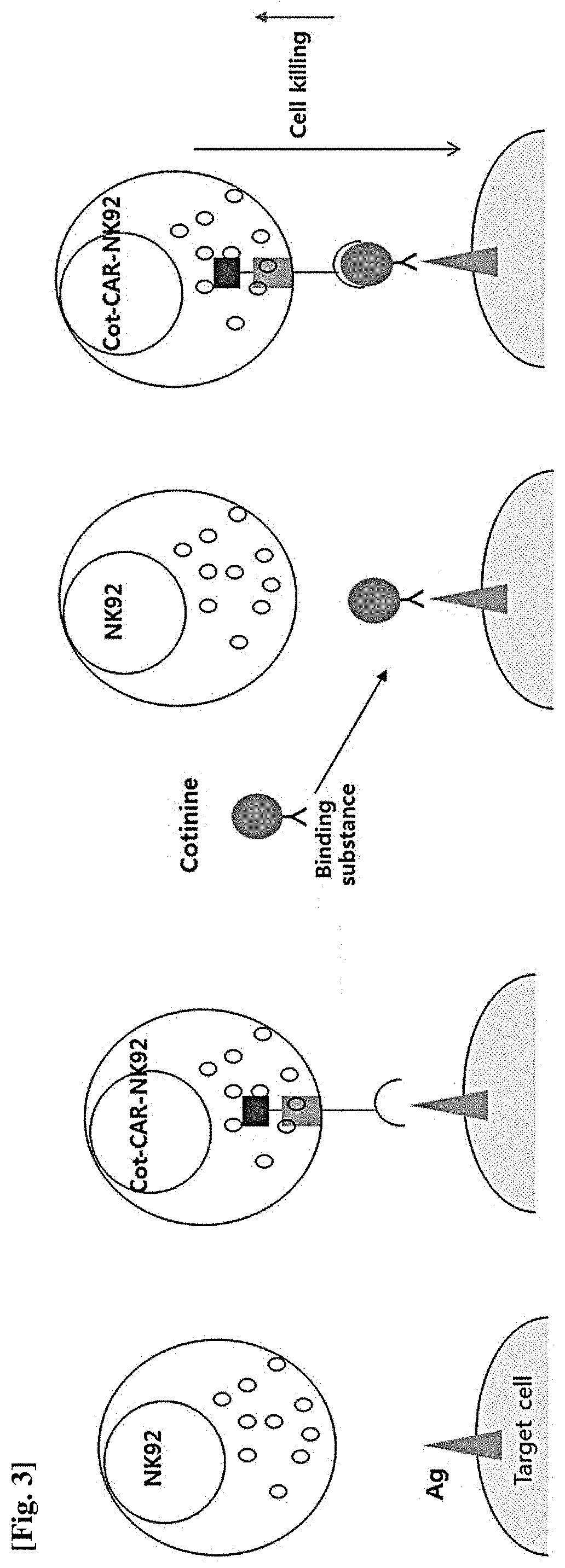 Natural killer cell expressing Anti-cotinine chimeric antigen receptor