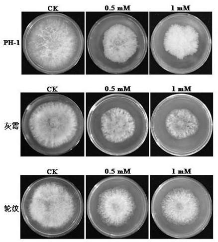 Small molecular compounds screened by the three-dimensional structure of target protein sterol 14α-demethylase and their application in the preparation of fungicides