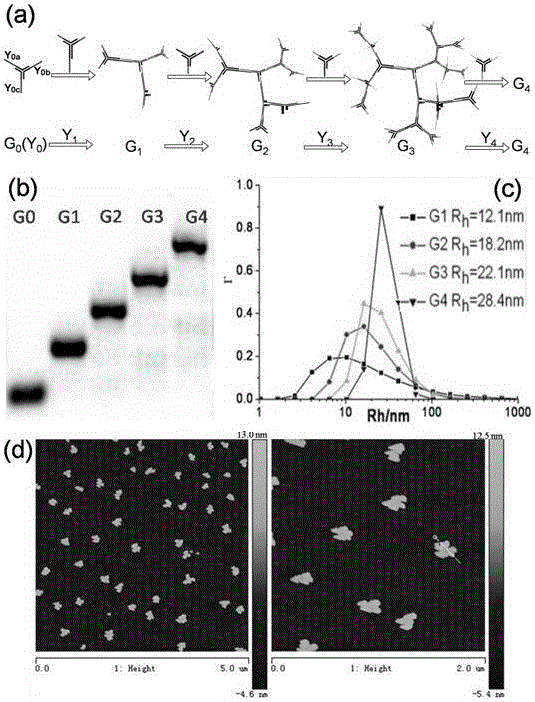 Golden nanoparticle controllably assembled with DNA dendrites and preparation method and application thereof
