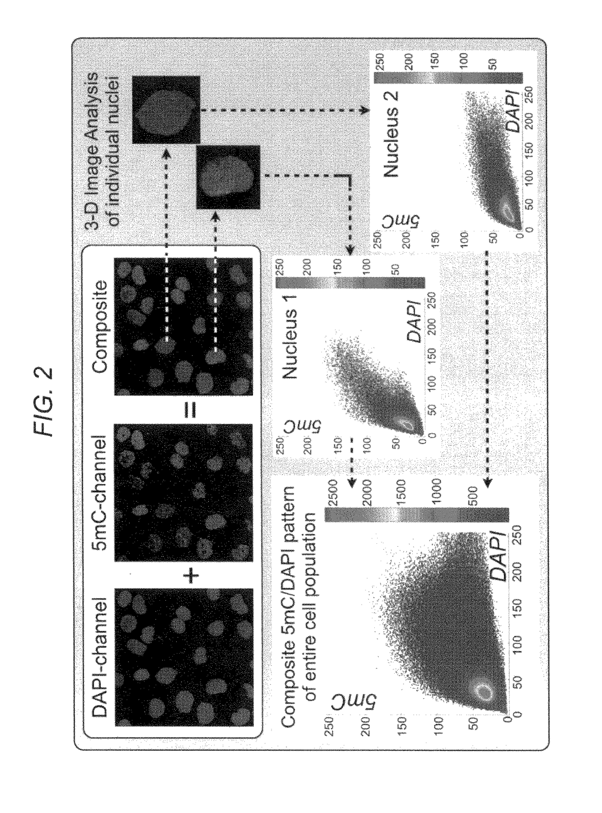 Early lung cancer detection by DNA methylation phenotyping of sputum-derived cells