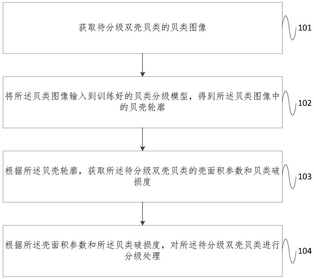 Bivalve shellfish grading method and device