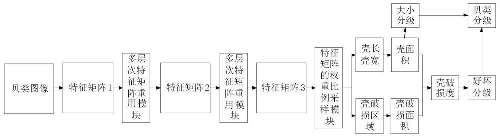 Bivalve shellfish grading method and device