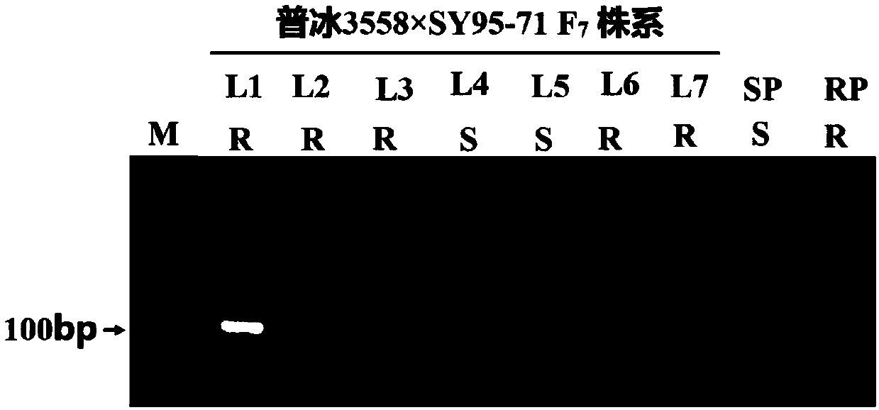 Molecular marker linked to introgression line's stripe rust resistance site from Agropyron P genome in adult-plant stage and application thereof