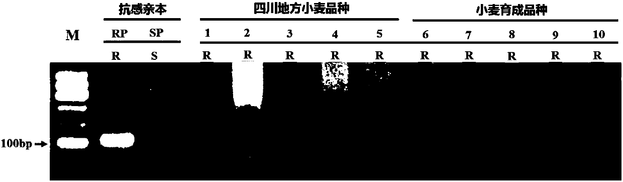 Molecular marker linked to introgression line's stripe rust resistance site from Agropyron P genome in adult-plant stage and application thereof