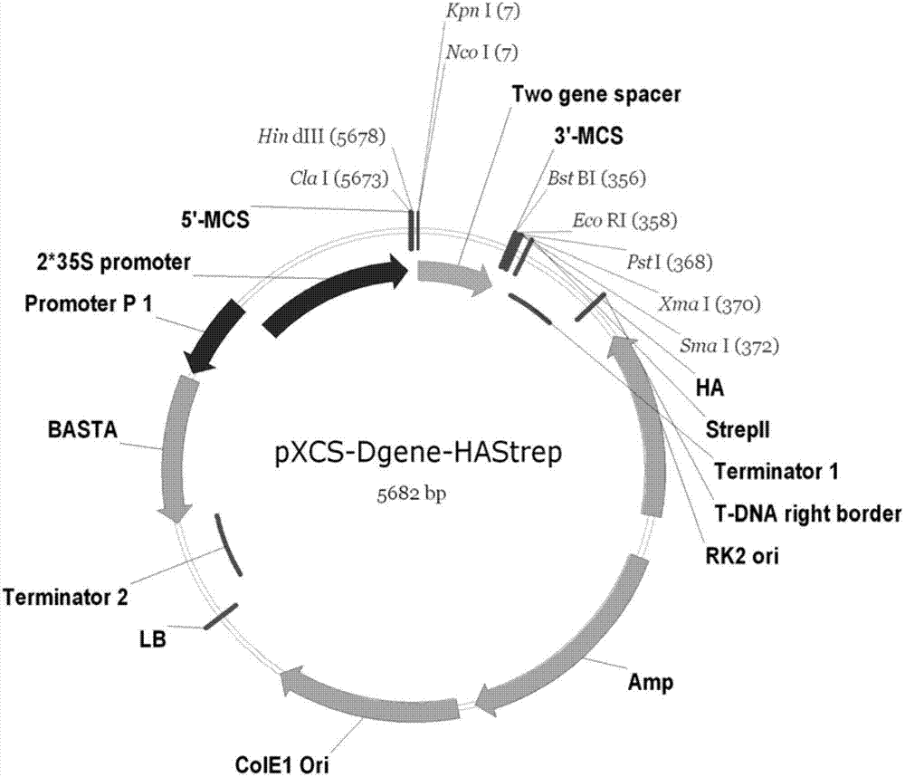 Construction method of plant dual-gene co-expression vector