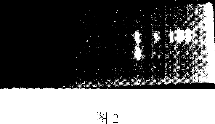 Method for recombinant production of pancreatic glucagons sample peptide-2