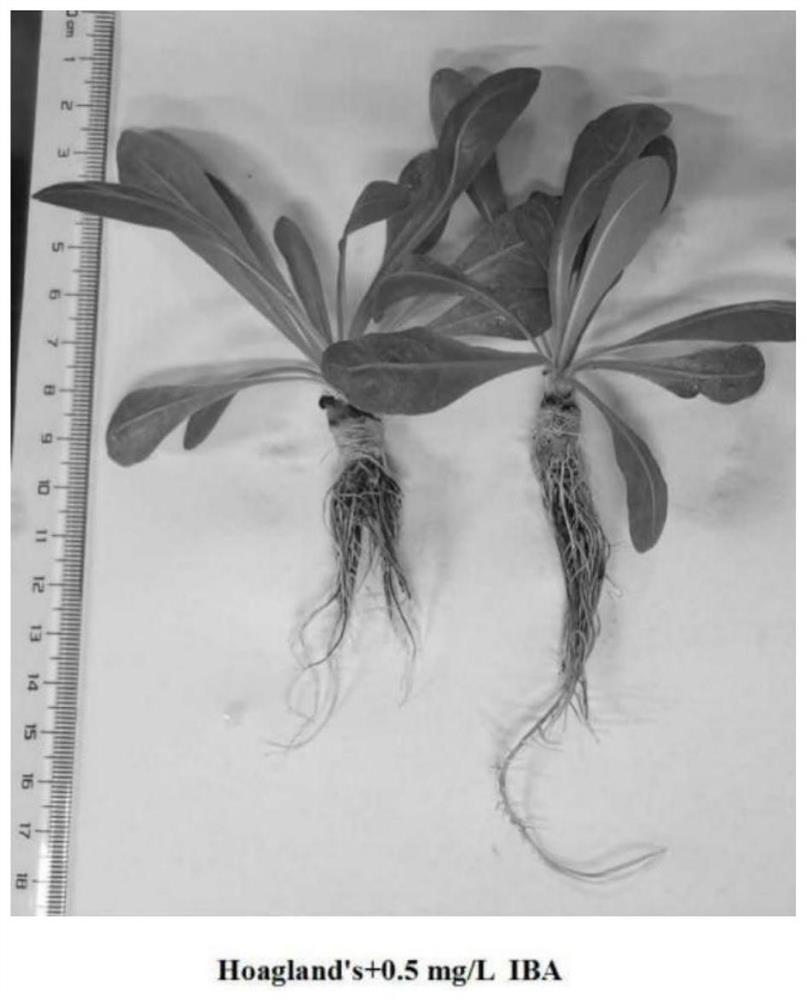 Method for inducing rooting of hydroponic taraxacum kok-saghyz