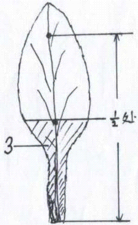 A method for increasing the greenness of flower buds and stems of pine-flowered cauliflower