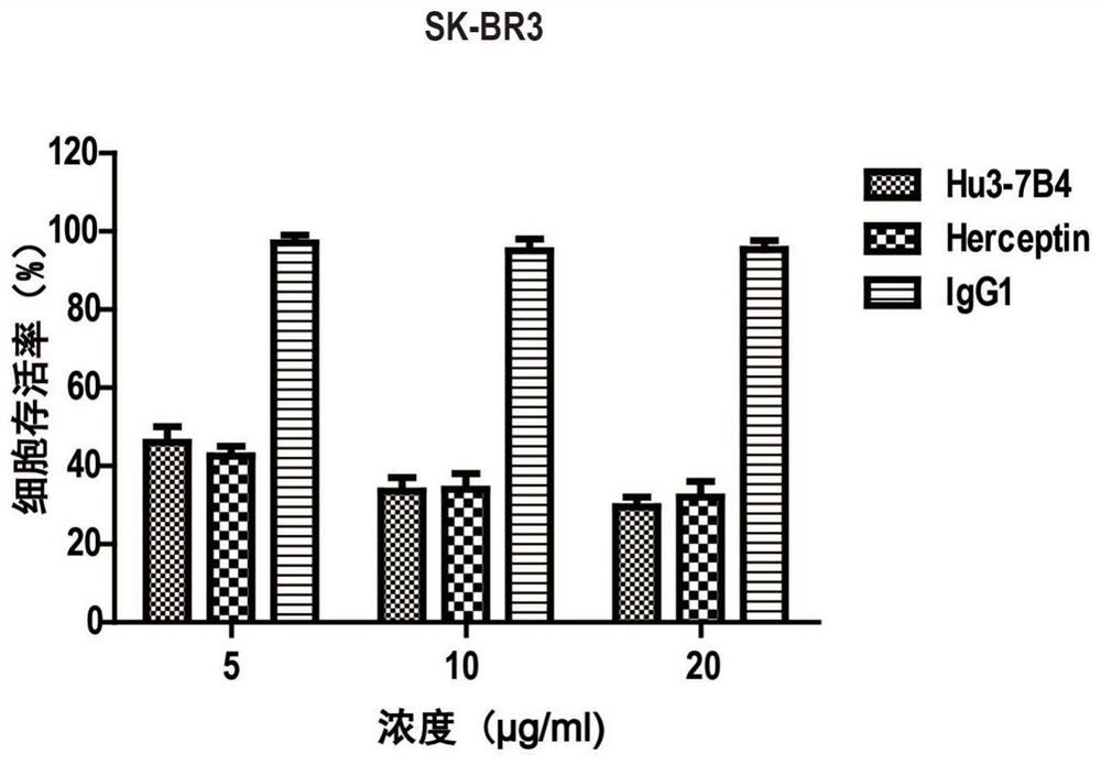 Application of combined application of erbb2 antibody and saracatinib in the preparation of drugs for the treatment of breast cancer