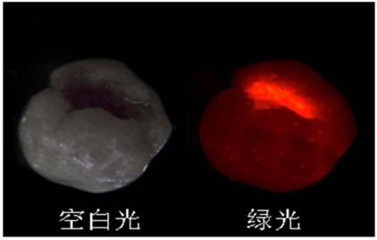 Preparation method and inspection method for fluorescent magnetic powder dual anti-counterfeiting pelleted seeds