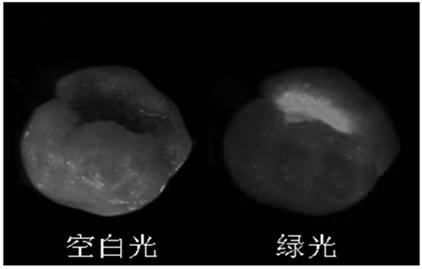 Preparation method and inspection method for fluorescent magnetic powder dual anti-counterfeiting pelleted seeds