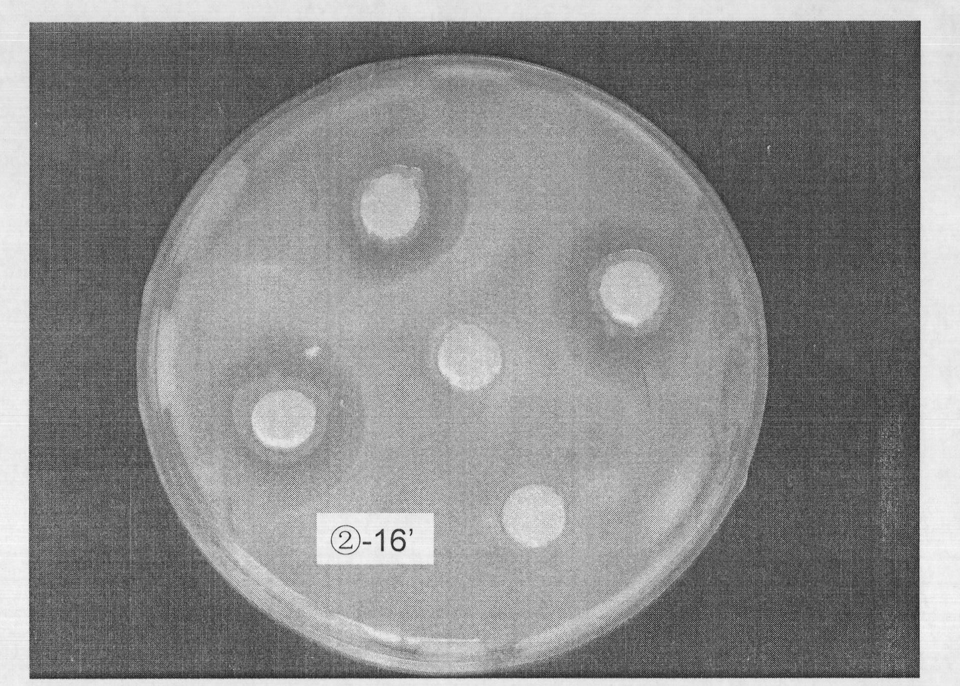 Pseudomonas fluorescens strain, microbial inoculum and use thereof as seedling culture medium for controlling tomato bacterial wilt