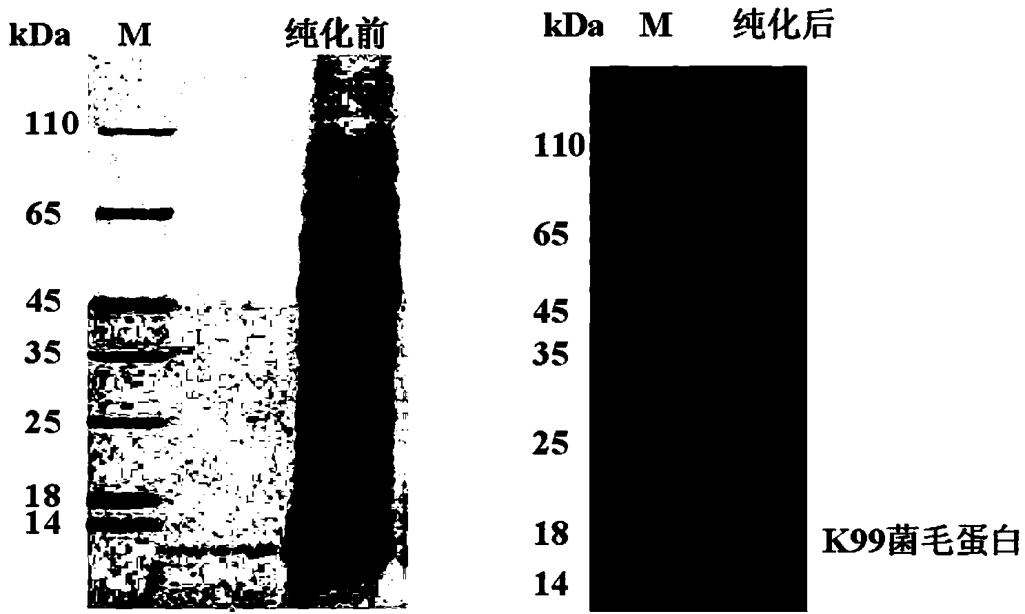 Extraction method for escherichia coli pilus antigen used for preparing yolk antibody, and method for preparing yolk antibody